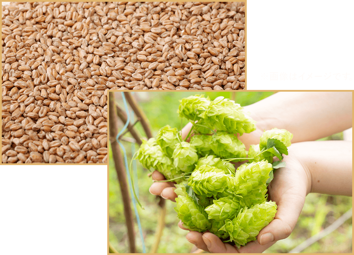 OUR CRAFT BEER スプリングバレー